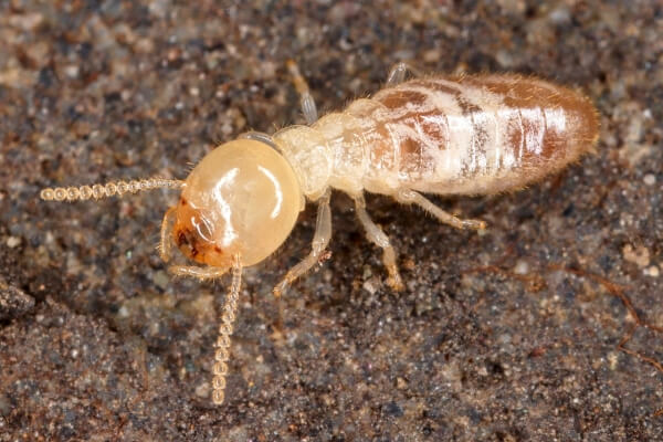 Preventing Termites in Your Home: Tips and Tricks for Homeowners