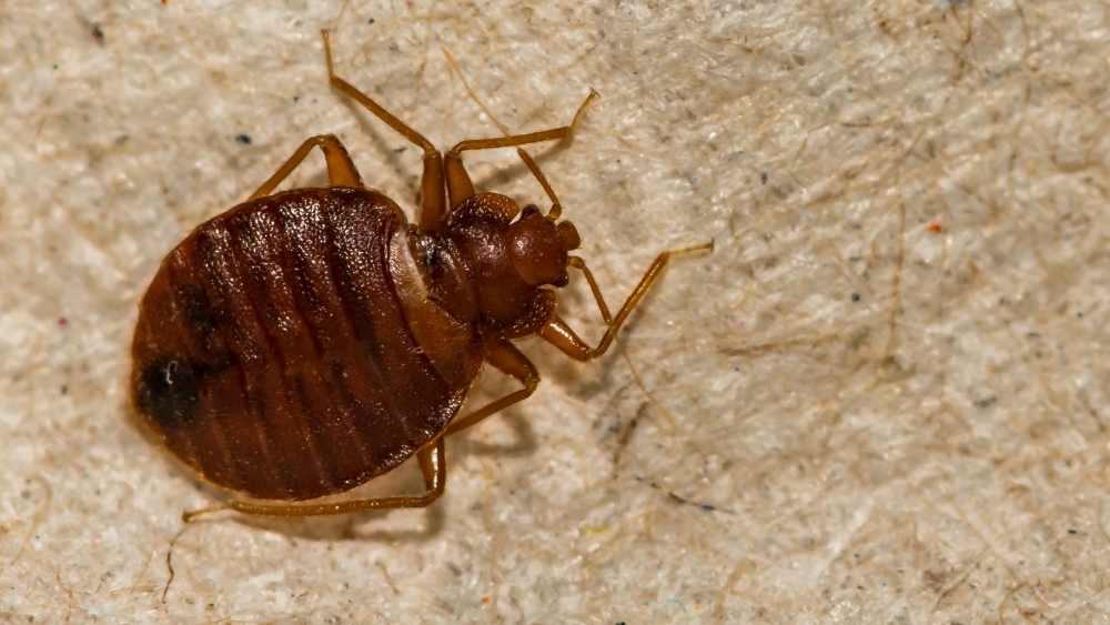 Understanding Bed Bugs: How to Identify, Prevent, and Treat Infestation