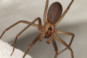 4 Tips to Keep Brown Recluse Spiders Out of Your Home