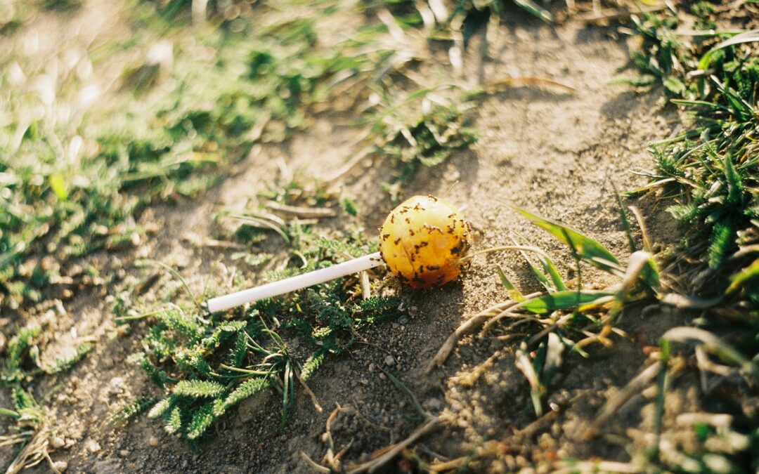 Trick-or-Treat: Four Types of Pests Attracted to Sugar in Candy