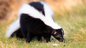 What To Do In an Encounter With a Skunk