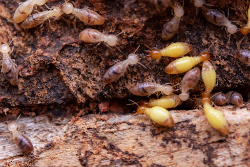 Potential Structure Damage from Termites