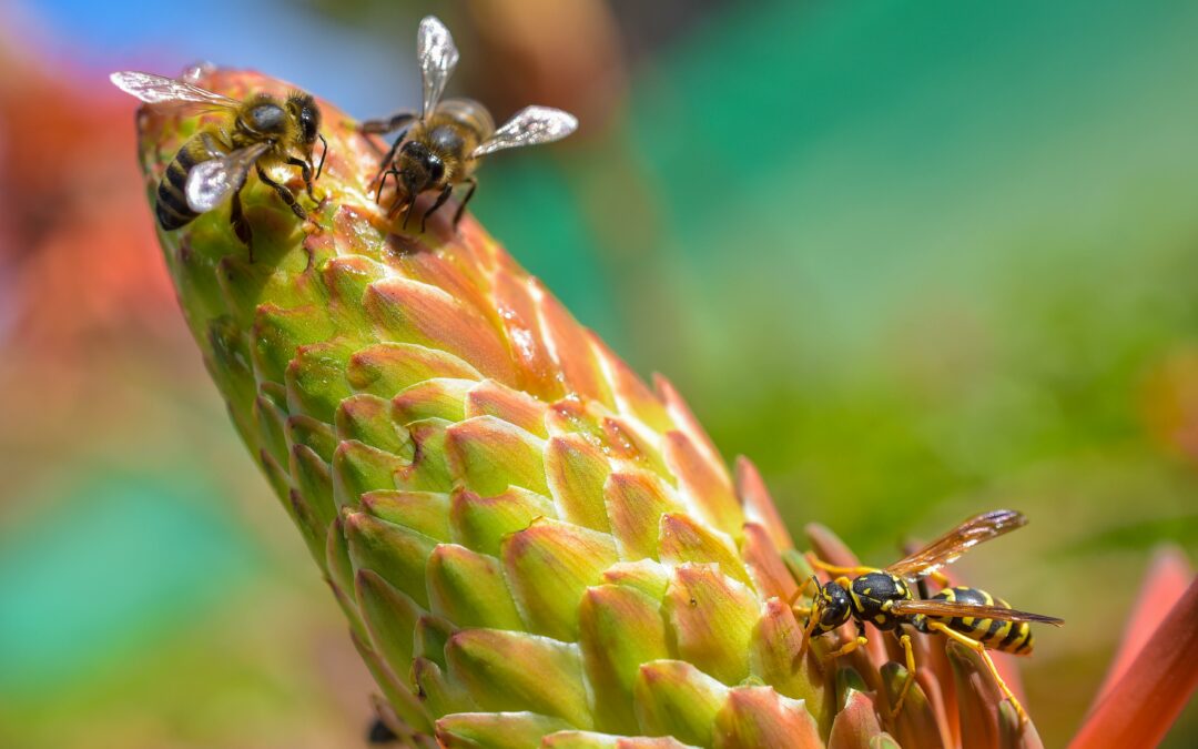 wasps on a flower